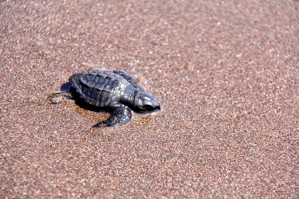 marn-lanza-proyecto-de-proteccion-de-tortuga-marina